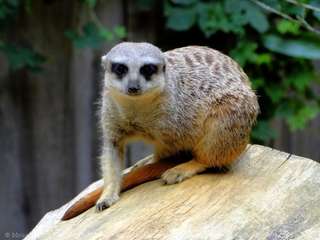 Photo de Suricate