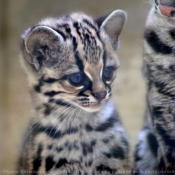 Photo de Chat margay