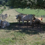 Photo de Vache