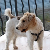 Photo de Fox terrier  poil dur