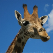 Photo de Girafe