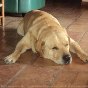 Photo de Labrador retriever