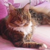 Photo de Maine coon