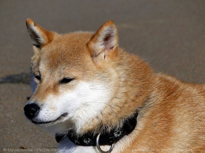 Photo de Shiba