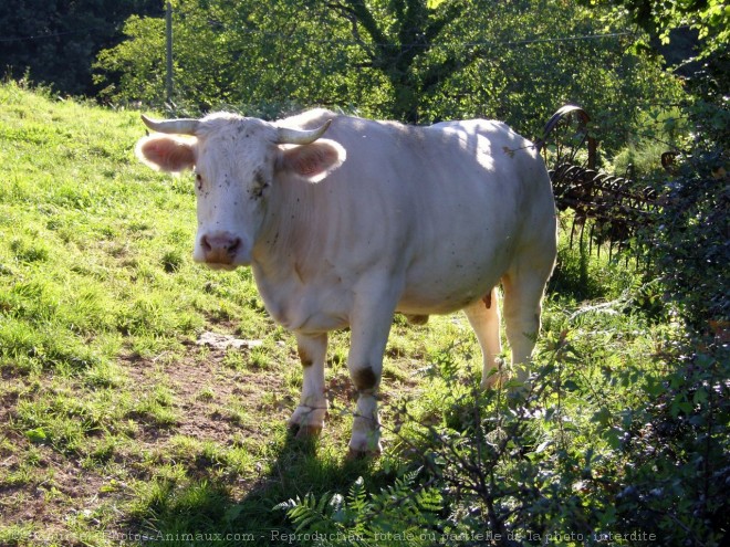 Photo de Vache