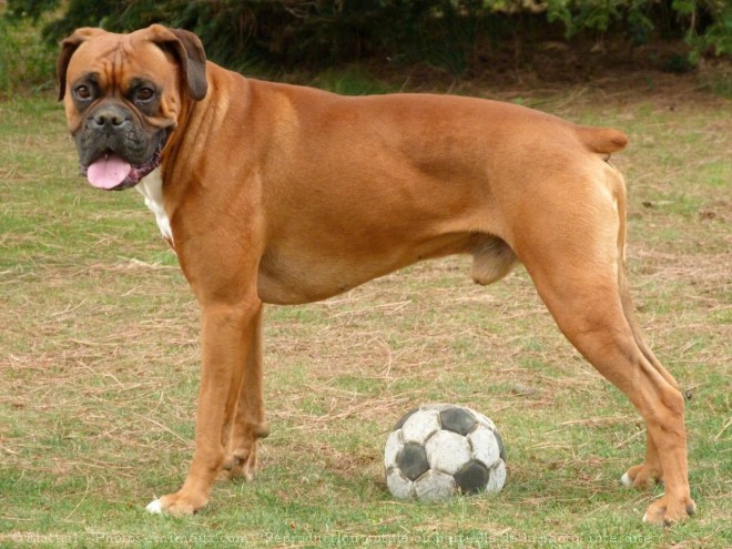 Photo de Boxer