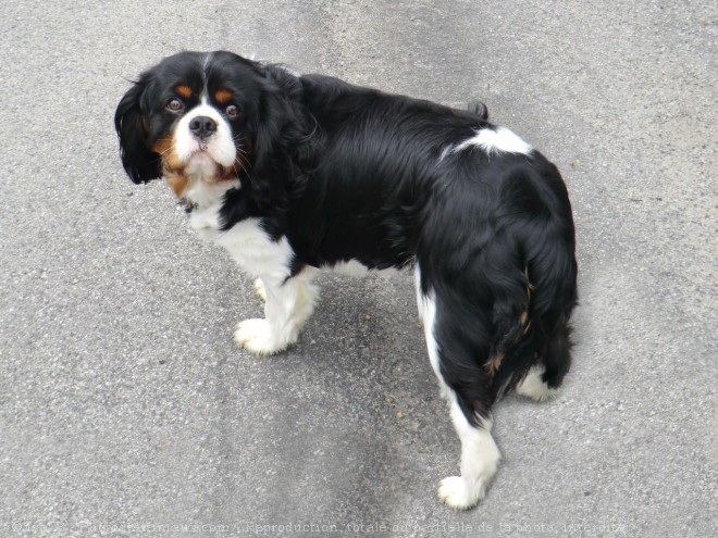 Photo de Cavalier king charles spaniel