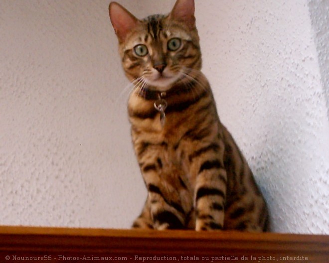 Photo de Bengal