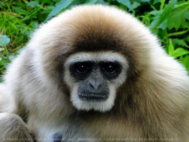 Photo de Singe - gibbon