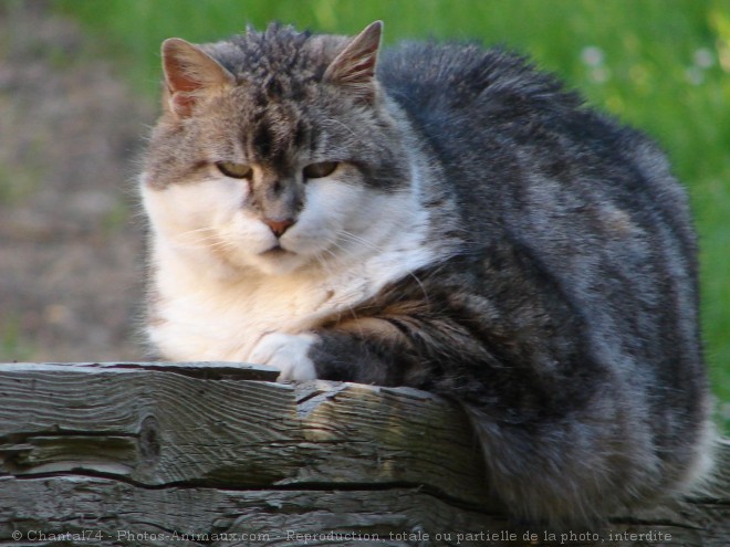 Photo de Chat domestique