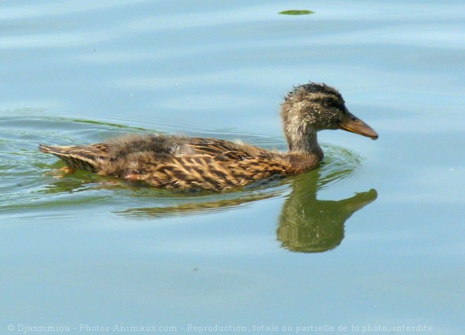 Photo de Canard colvert