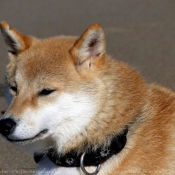 Photo de Shiba