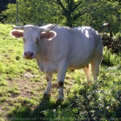 Photo de Vache