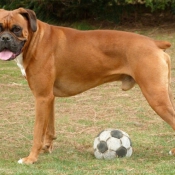 Photo de Boxer