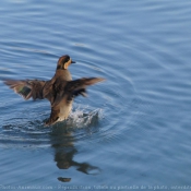 Photo de Canard colvert