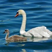 Photo de Cygne