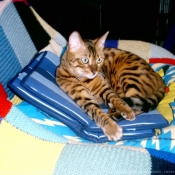 Photo de Bengal