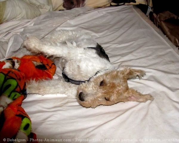 Photo de Fox terrier  poil dur