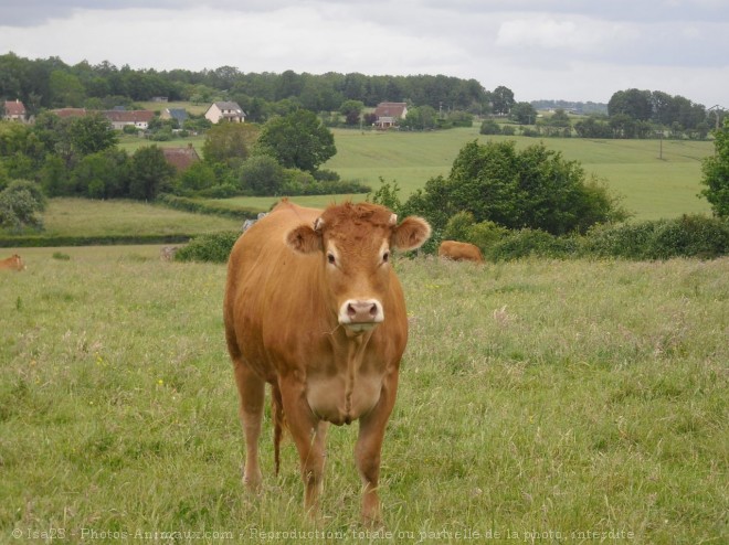 Photo de Vache