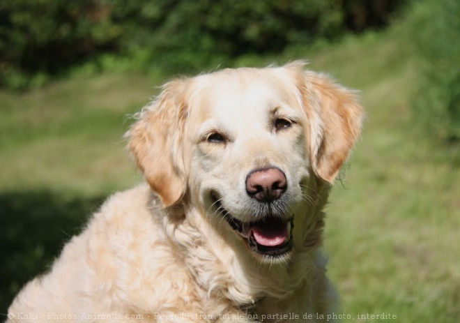 Photo de Golden retriever