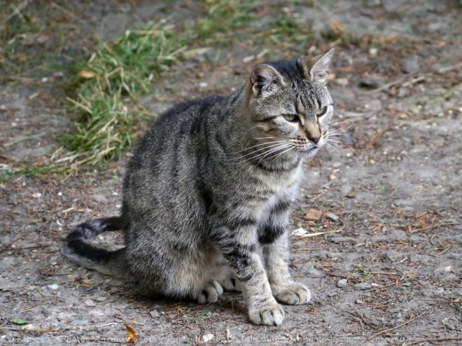 Photo de Chat domestique