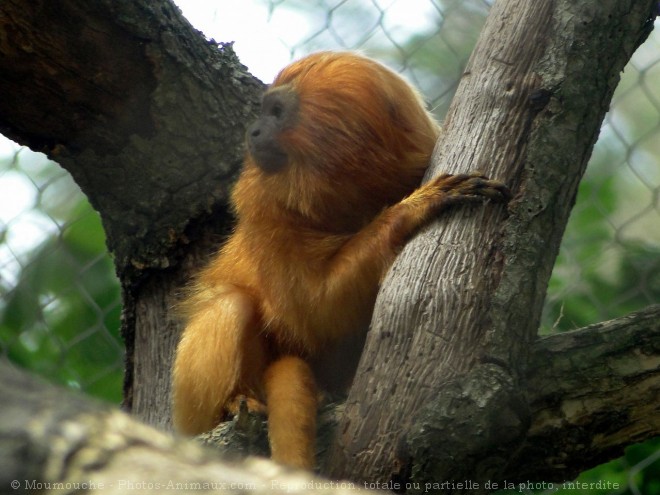 Photo de Singe - tamarin lion dor