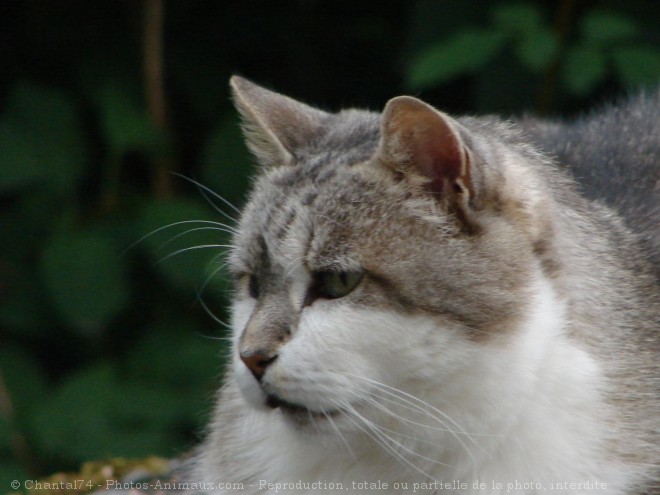 Photo de Chat domestique