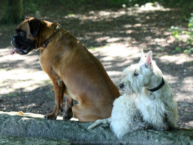 Photo de Races diffrentes