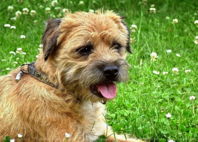 Photo de Border terrier