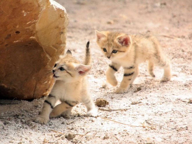 Photo de Chat des sables