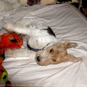 Photo de Fox terrier  poil dur