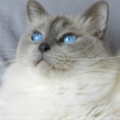 Photo de Ragdoll