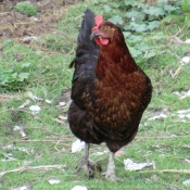 Photo de Poule