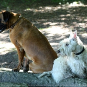 Photo de Races diffrentes