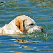 Photo de Labrador retriever