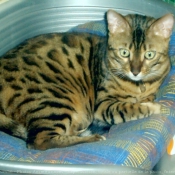 Photo de Bengal