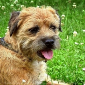 Photo de Border terrier