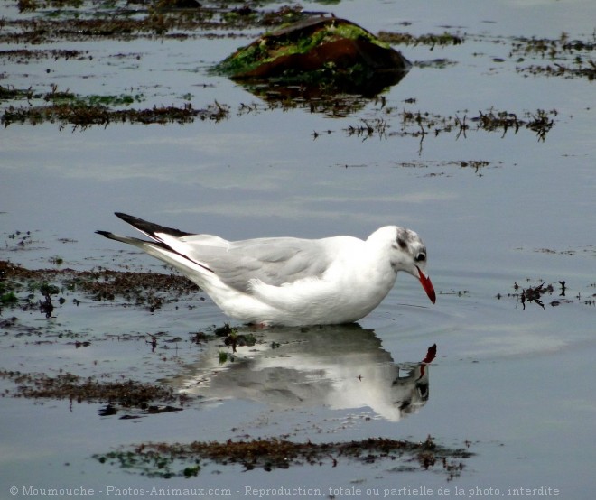 Photo de Mouette