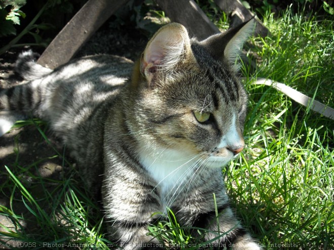 Photo de Chat domestique