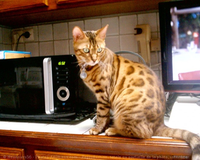 Photo de Bengal