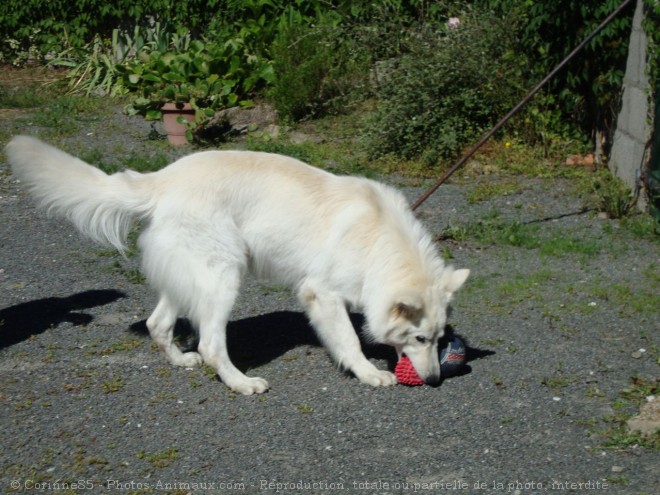 Photo de Berger blanc suisse