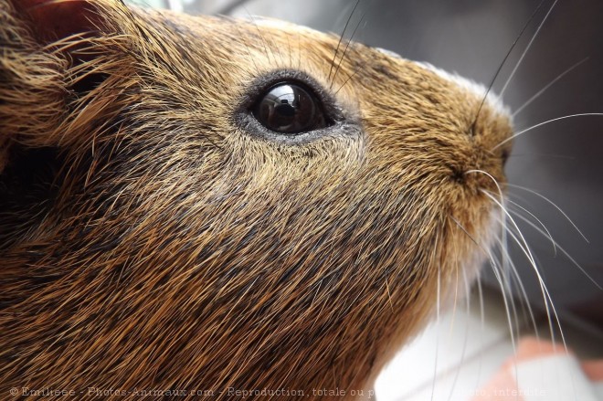 Photo de Cochon d'inde