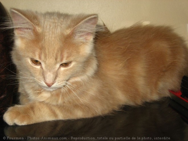 Photo de Chat domestique