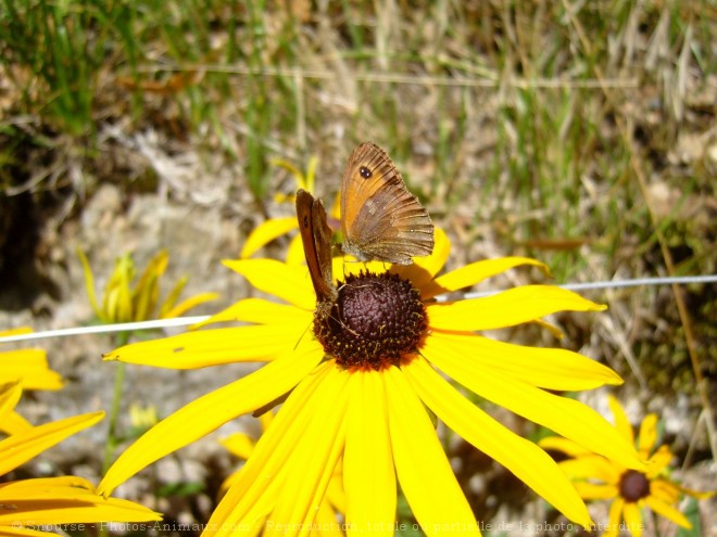 Photo de Papillon