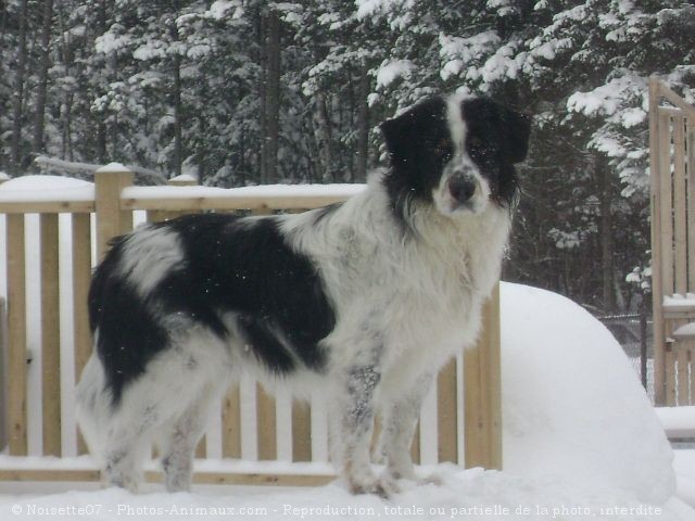 Photo de Border collie