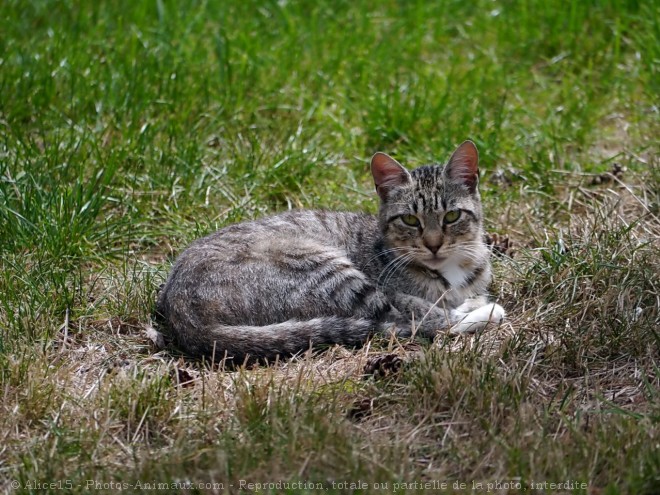 Photo de Chat domestique