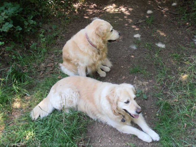 Photo de Golden retriever