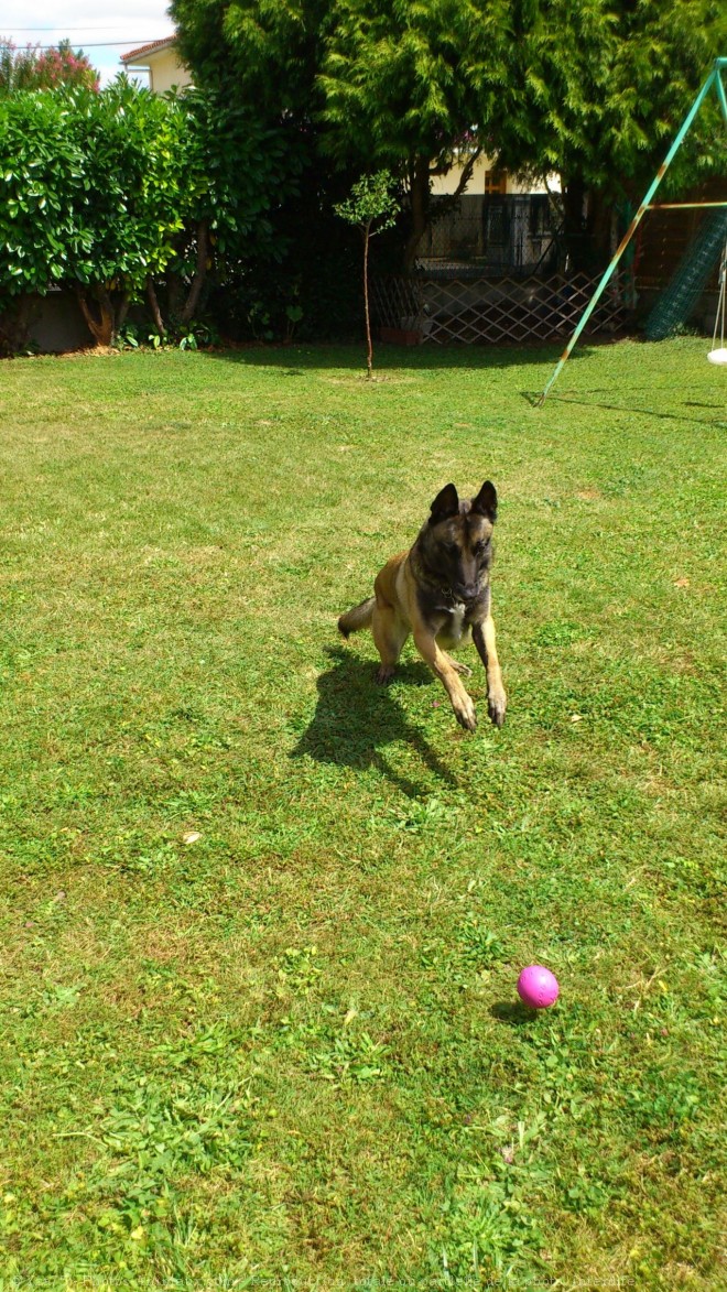 Photo de Berger belge malinois