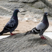 Photo de Pigeon