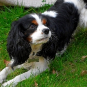 Photo de Cavalier king charles spaniel